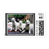 White+German+Shepherd postage