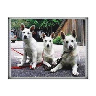 White+German+Shepherd postcard