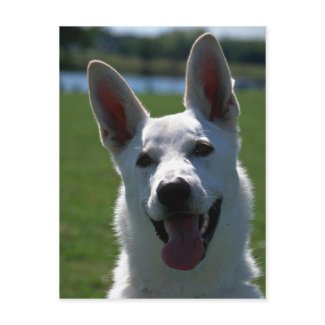 White German Shepherd postcard