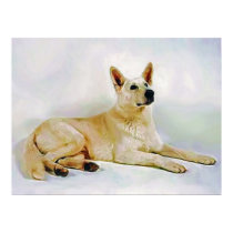 White-German-Shepherd posters by Dog_House White-German-Shepherd posters
