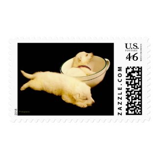 White German Shepherd Puppies stamp