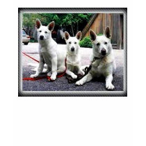 White-German-Shepherd t-shirts