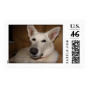 White German Shepherds postage