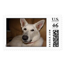 White German Shepherds postage by coastalwgs White German Shepherds postage