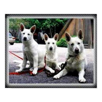 White-German-Shepherds posters