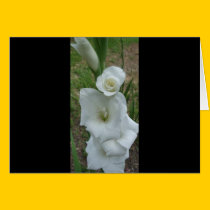 White Gladiola Greeting/Note Card