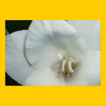 White Gladiola with Morning Dew Po... Bordered posters