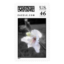 White Gladioli postage