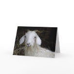 White Goat - Cute Animal Photography Greeting Card
