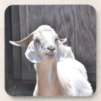 White goat drink coasters