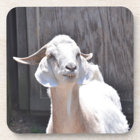 White goat drink coasters