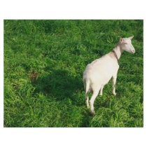 White goat flyers