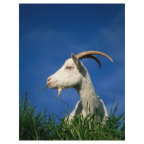 White goat flyer