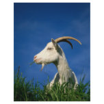 White goat flyers