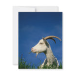 White goat announcement
