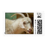 White goat licking itself postage stamps