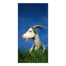 White goat photo cards by gavila_pt White goat photo cards