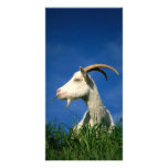 White goat custom photo card