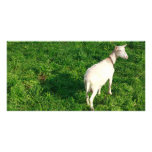 White goat photo card