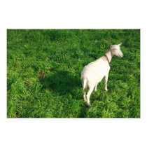 White goat photo art