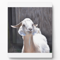 White goat plaque