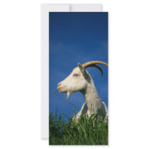 White goat rack cards