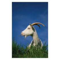 White goat stationery by gavila_pt White goat stationery