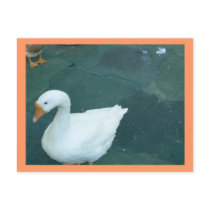 White Goose Post Card postcards by jeekers17 White Goose Post Card postcards