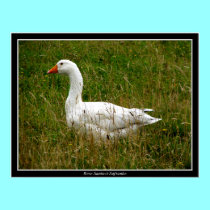 White Goose posters by Artists4God White Goose posters
