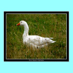 White Goose posters