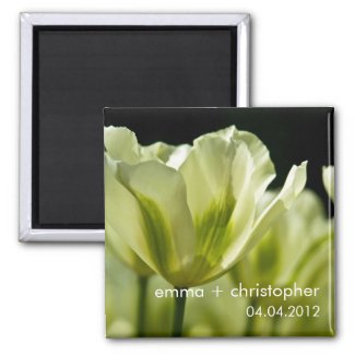 White & Green Variegated Tulips DSC0856 magnet