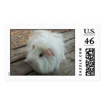 White Guinea Pig Stamp