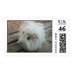 White Guinea Pig Stamp