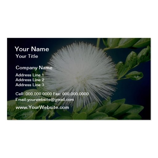 white Haele lehua (Calliandra inaequilatera) flowe Business Card (front side)