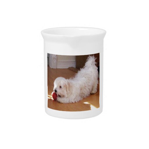 White Havanese Puppy Playing with Red Ball Pitcher