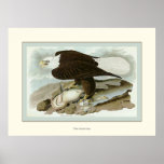 White Headed Eagle Poster
