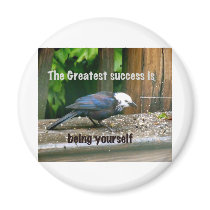 white-headed starling fridge magnets