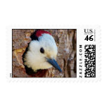 White-headed Woodpecker Postage