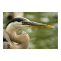 White Heron posters