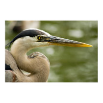 White Heron posters