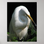 White Heron posters