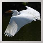 White Heron Poster Print