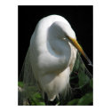 White Heron posters