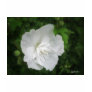 White Hibiscus 1 Glamour