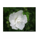 White Hibiscus 1 Glamour t-shirts
