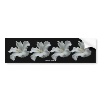 White Hibiscus Flower Photo Bumper Sticker bumpersticker