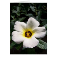 White hibiscus flower red center dark background card