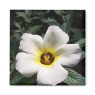 White hibiscus flower red center dark background magnet