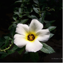 White hibiscus flower red center dark background photo cut outs