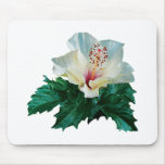 White Hibiscus White Hibiscus